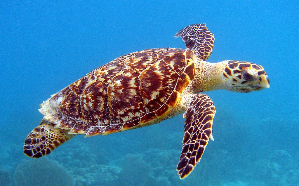 Sharm El Luli is probably the most likely place you can still see the beautiful but endangered hawksbill sea turtle
NOAA - public domain - via Wikimedia Commons.