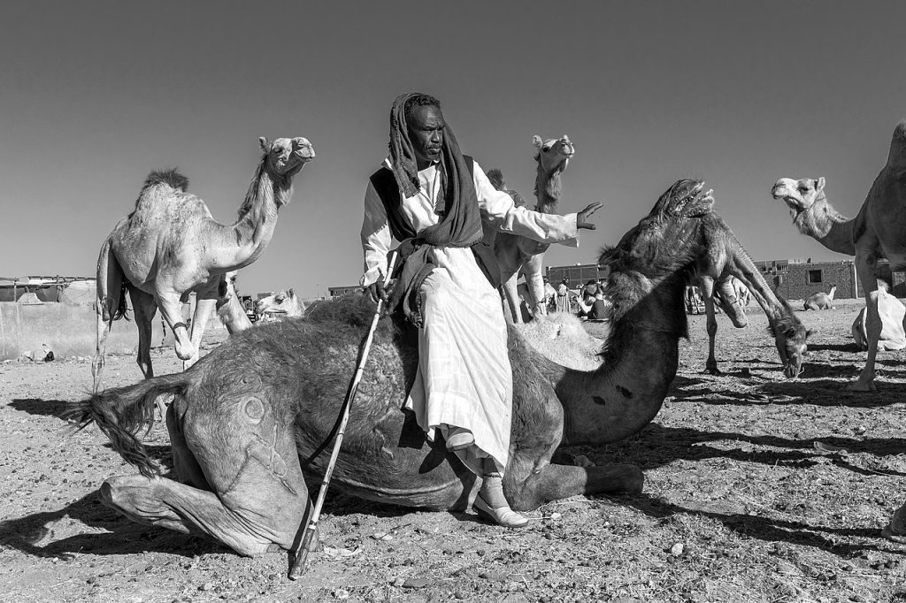 Shalateen camel market - 2020 - 
Photo - Mohamed Abdelzaher - CC BY-SA 4.0 - via Wikimedia Commons
