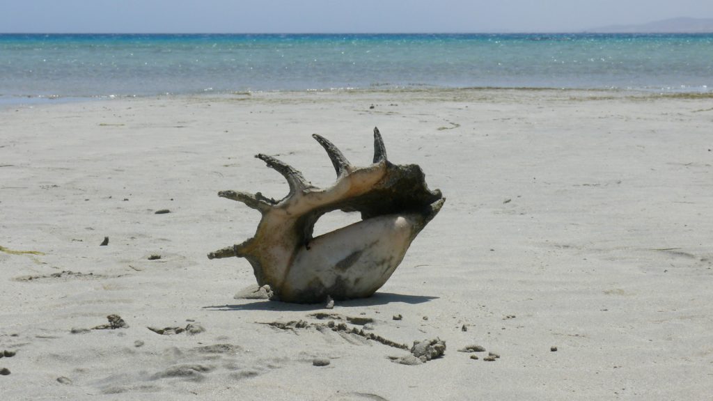 An unusual shell on Sharm El Luli Beach
Mauro Cavallo - CC BY 3.0 - via Wikimedia