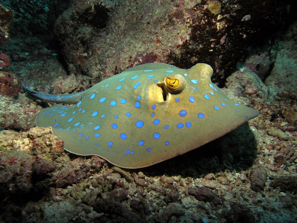 A blue spotted ray at Lahami Bay 

