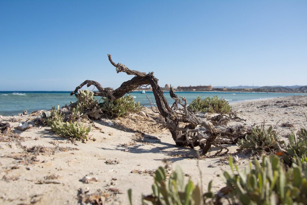 The quieter northern side of Abu Dabbab Bay. 