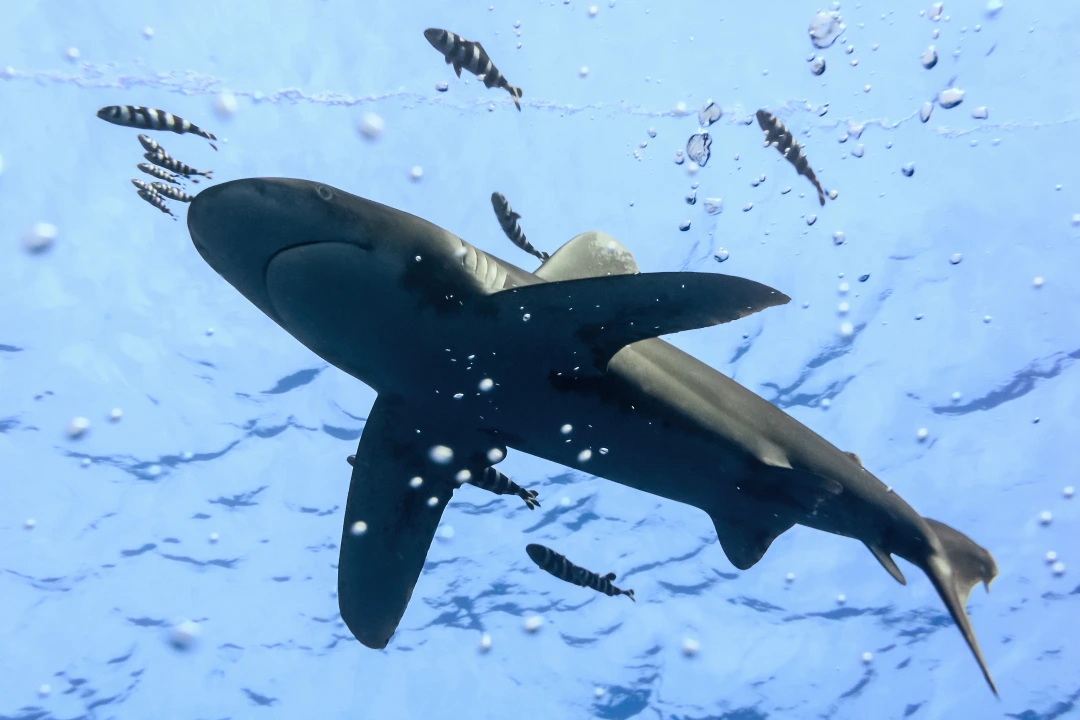 An oceanic whitetip and pilot fish passing above a diver
ID 28178184 | © Krzysztof Odziomek | Dreamstime.com
