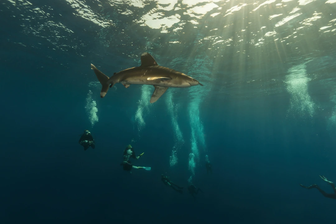 Divers below an oceanic whitetip at Elphinstone Reef
ID 28775799 | © Stephankerkhofs | Dreamstime.com