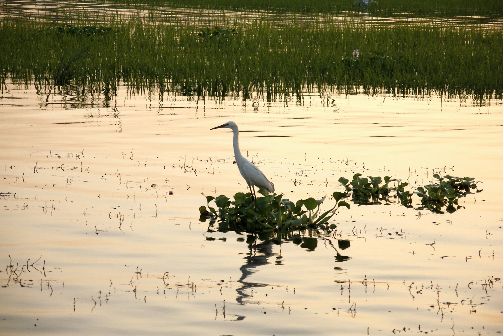 A great egret on the Nile near Luxor
Photo credit: Vyacheslav Argenberg CC BY 4.0 via Wikimedia Commons