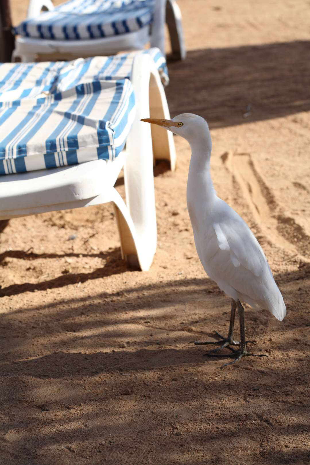 A cattle egret on the beach at an Egyptian tourist resort. Photo credit: Alesse via Dreamstime.com