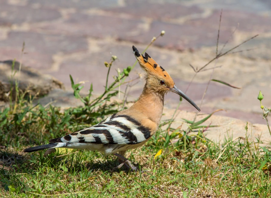 A hoopoe searches for insects in hotel gardens at Sharm El Sheikh
Photo credit: ID 63169203 | © Avkost | Dreamstime.com