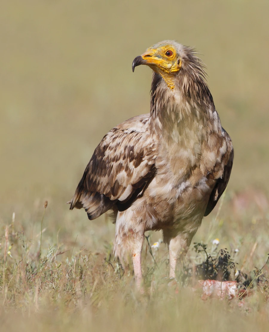 An Egyptian vulture with some meat on grassland. Photo credit: Hergon via Dreamstime.com