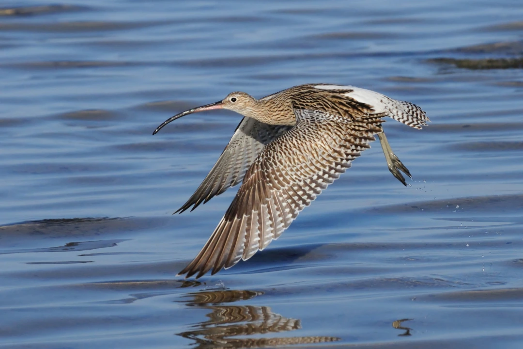 A Eurasian curlew, one of the largest wading birds, flying low off a beach at Sharm El Sheikh - Photo credit: Victortyakht via Dreamstime.com