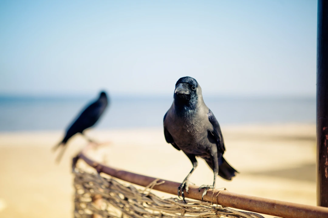 A Hooded crow at an Egyptian hotel beach. Photo credit: Nailia Schwar via Dreamstime.com