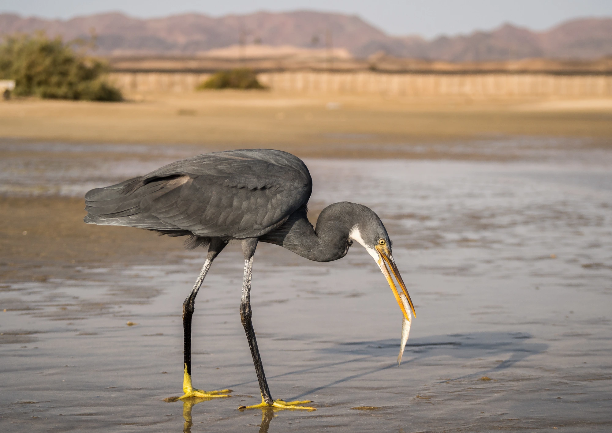 A Western Reef Heron (grey form) fishing on a beach in the Marsa Alam area.
Photo credit: Serghei Vlasenco/Shutterstock.com