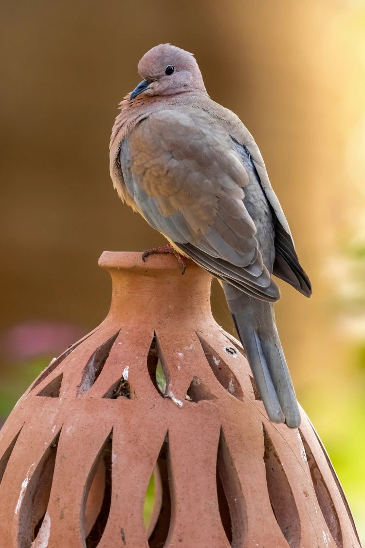 Laughing dove on a pot at a Marsa Alam resort.
Photo credit: Agami Photo Agency/Shutterstock.com