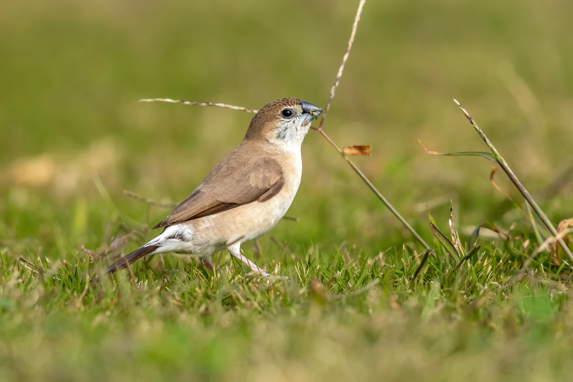 An Indian silverbill eating seed at Lahami Bay Resort
Photo credit: Agami Photo Agency/Shutterstock