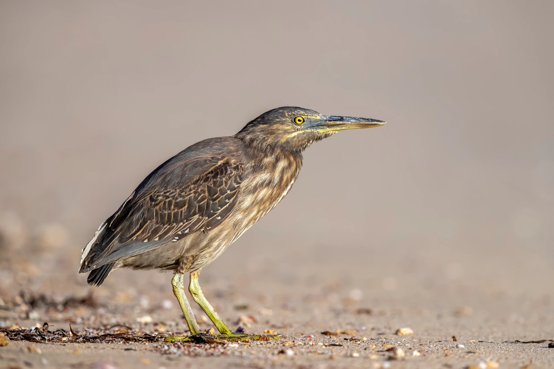 An immature striated heron on the beach at Shams Alam Resort - Photo credit: Agami Photo Agency/Shutterstock.com