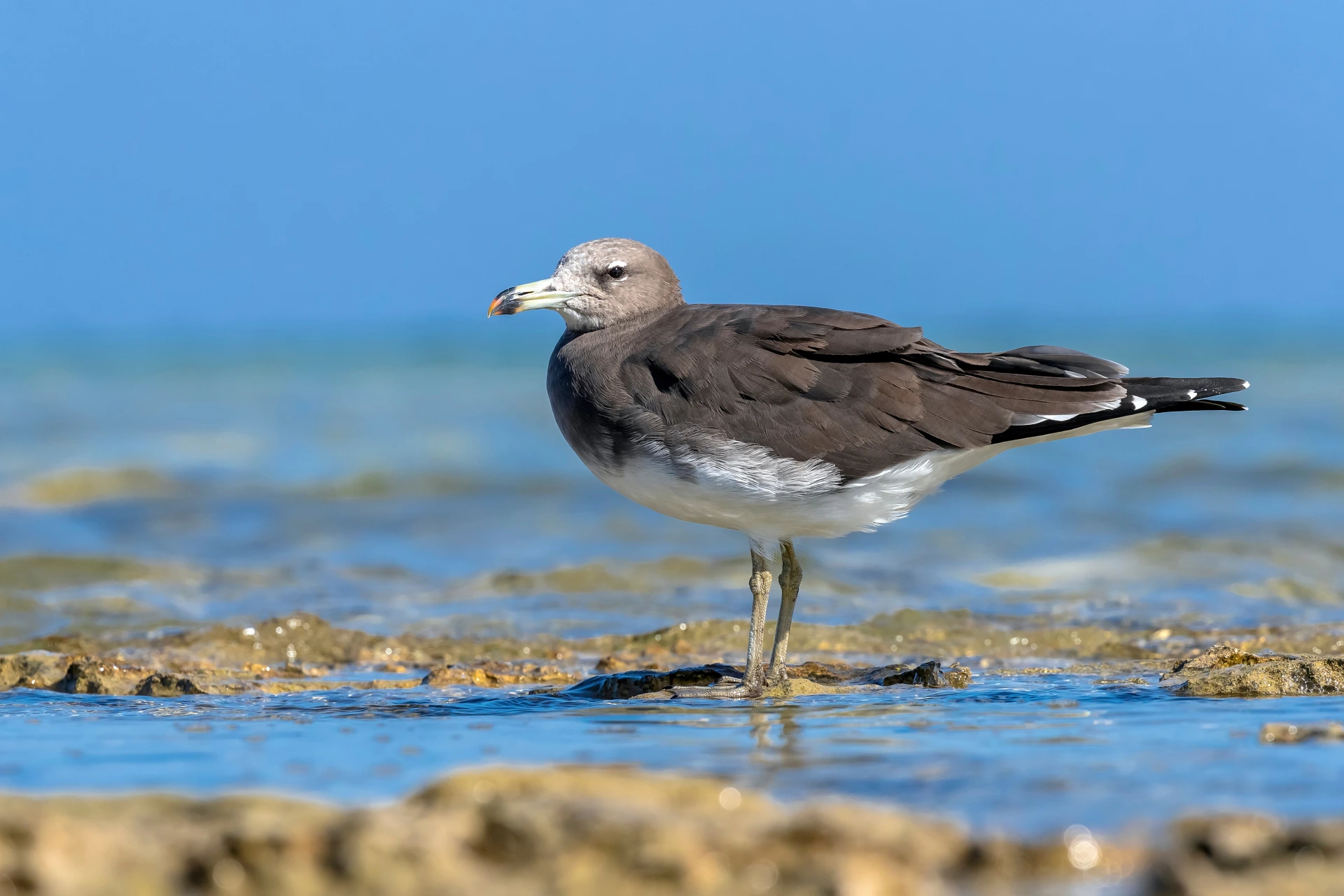 A sooty gull on Egypt's Red Sea Coast.
Photo credit: Agami Photo Agency/Shutterstock.com