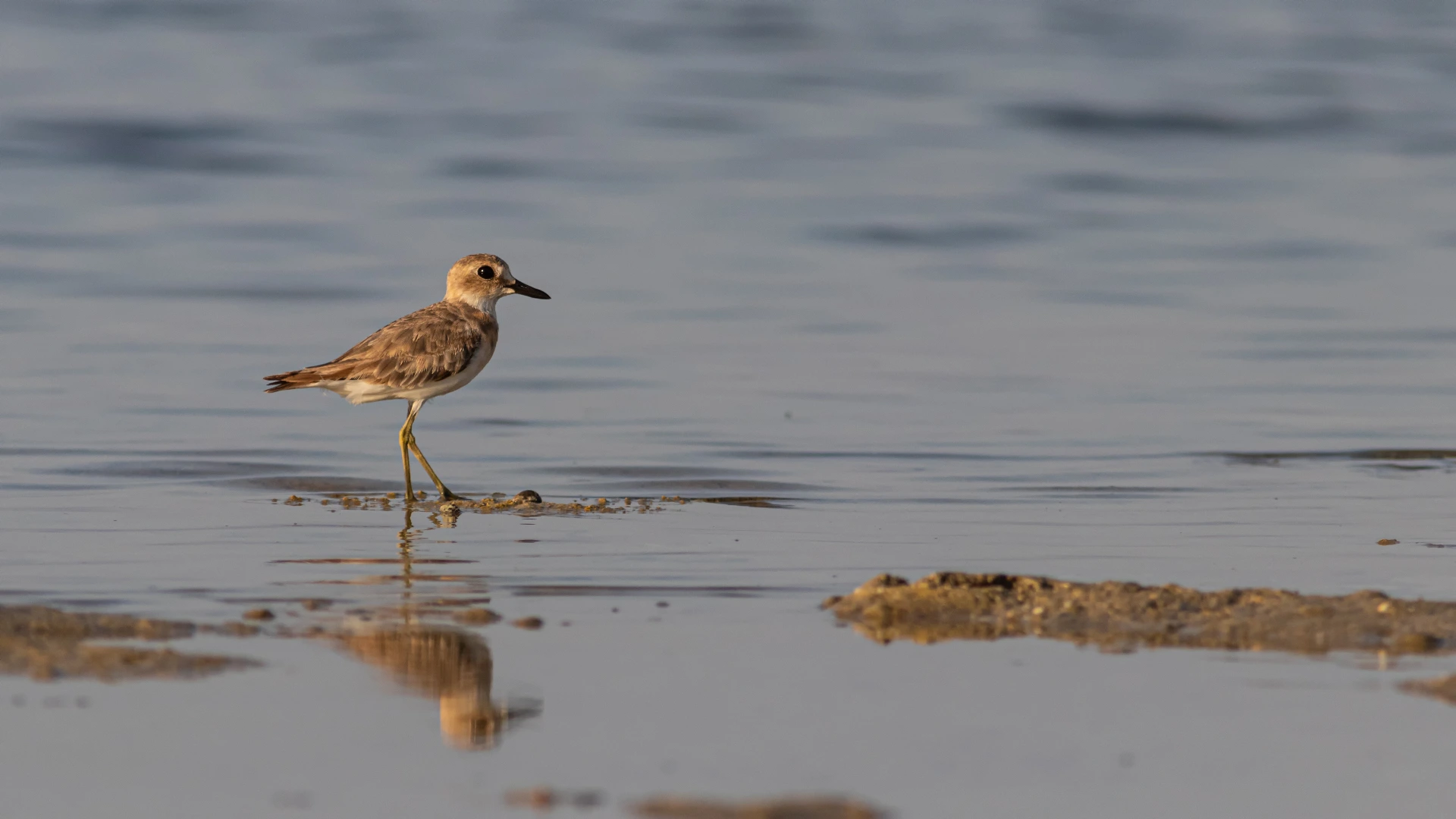 A greater sand plover on a Marsa Alam beach Photo credit: G. Boldhaus/Shutterstock.com