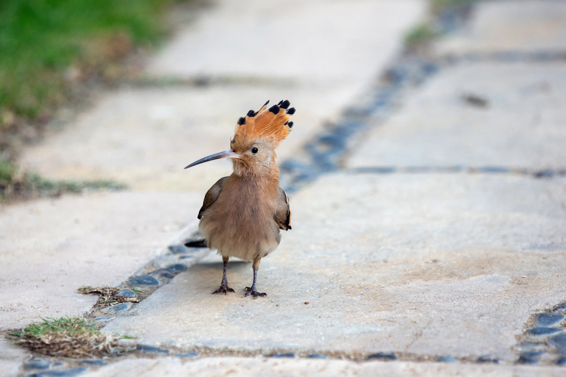 A hoopoe standing on a pavement somewhere in Egypt Photo credit: Vlad Siaber/Shutterstock.com