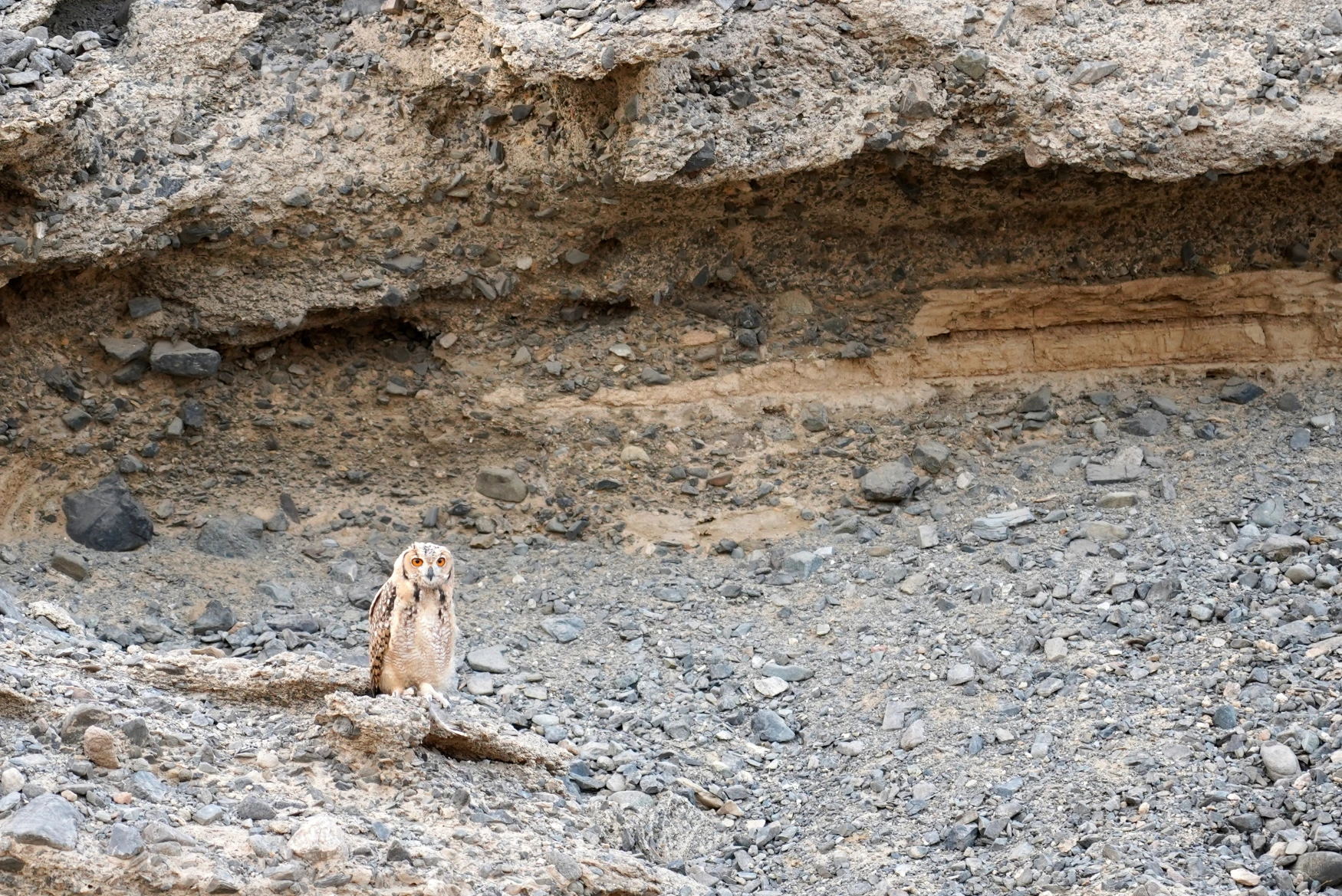 A pharaoh eagle-owl in the desert near Marsa Alam.[44] 
Photo credit: MWFP84/Shutterstock.com
