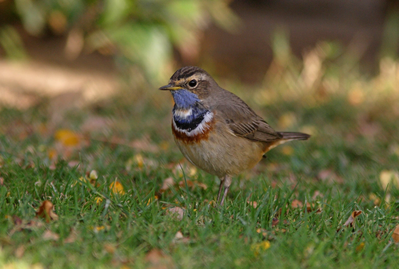A bluethroat at Sharm El Sheikh in February.
Photo credit: Neil Bowman/Shutterstock.com