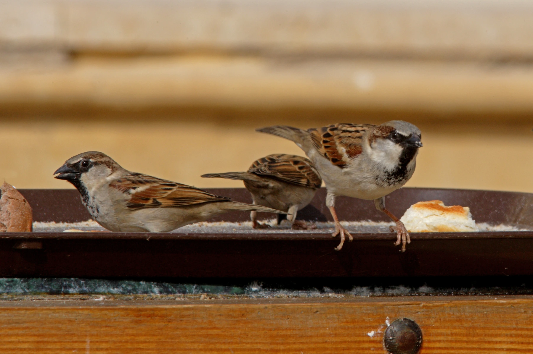 Sparrows gorging on bread at a Sharm El Sheikh restaurant. Photo credit: Neil Bowman/Shutterstock.com
