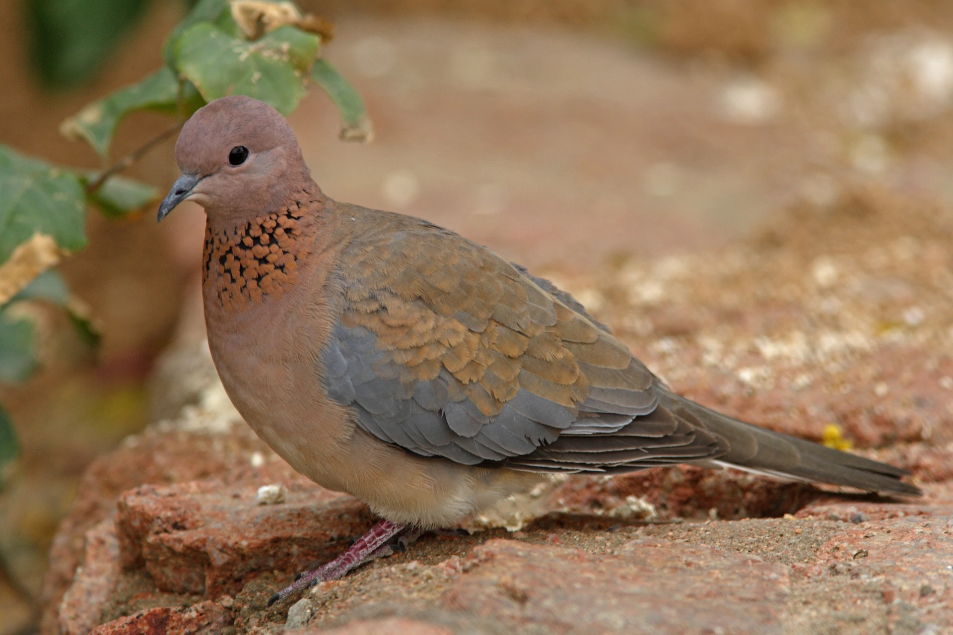 A laughing dove on a wall in Sharm El Sheikh. Photo credit: Neil Bowman/Shutterstock.com