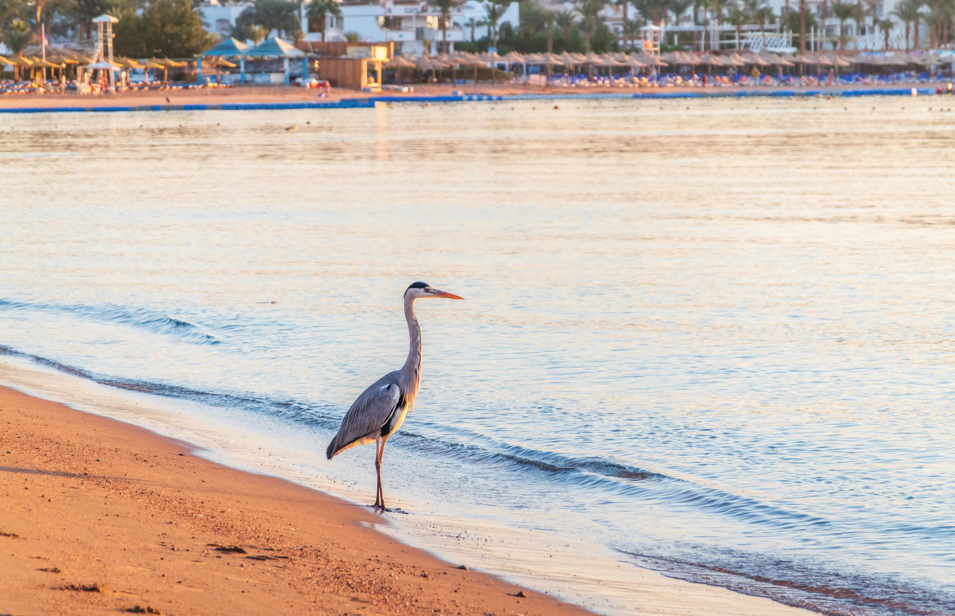 A grey heron on the beach at Naama Bay, Sharm El Sheikh.
Photo credit: Dark_Side/Shutterstock.com