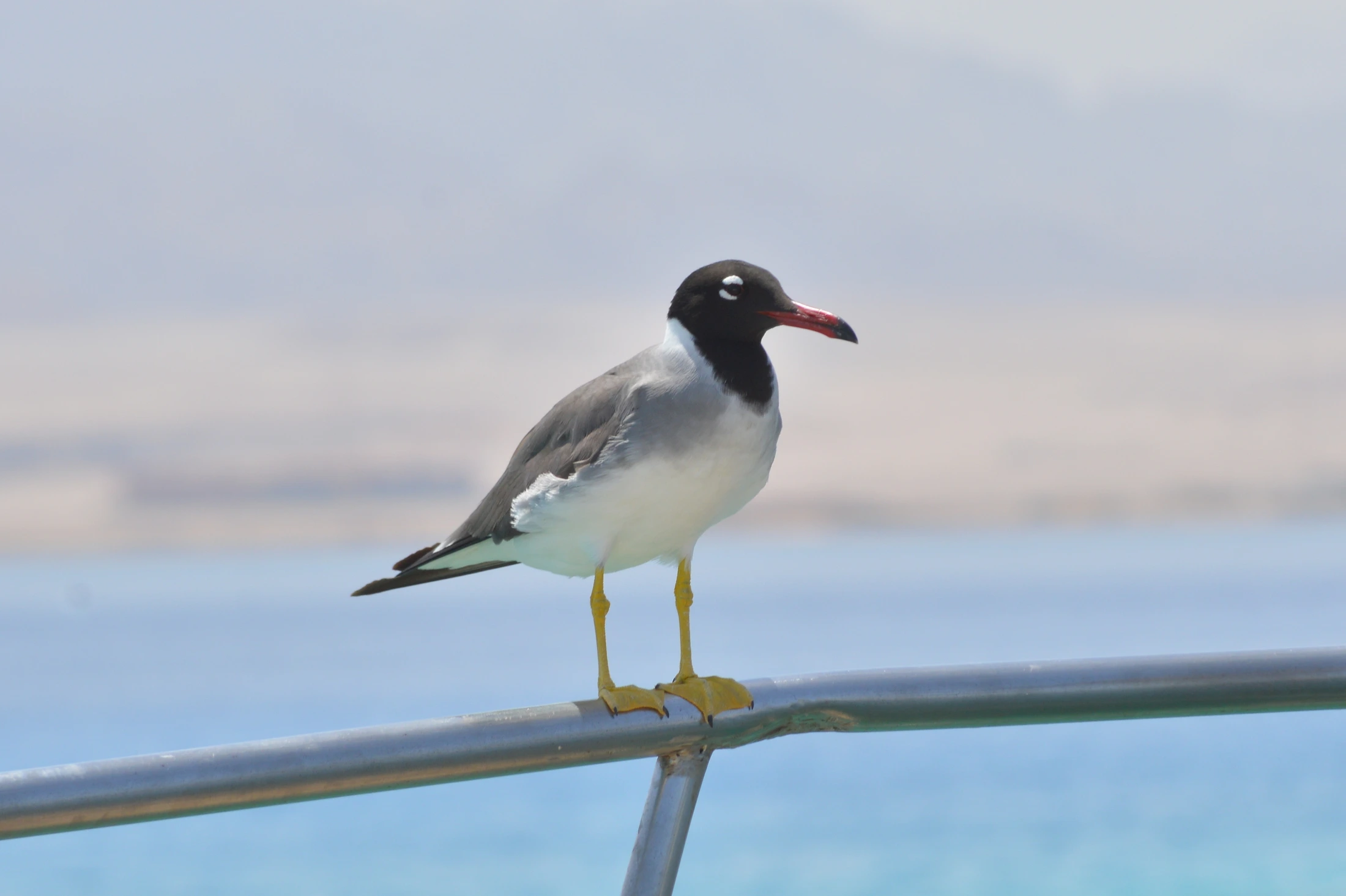 A white-eyed gull takes a rest on a boat at Hurghada.
Photo credit: kirollos sergious/Shutterstock.com