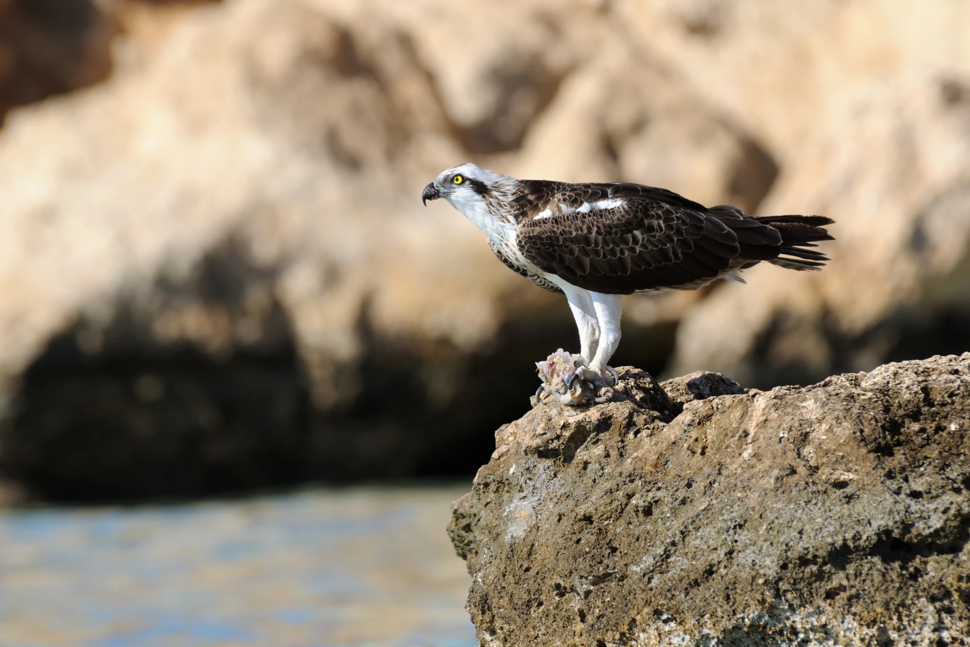 An osprey perched on a rock at the Nabq Protected Area near Sharm El Sheikh.[39] 
Photo credit: Victor Tyakht/Shutterstock.com
