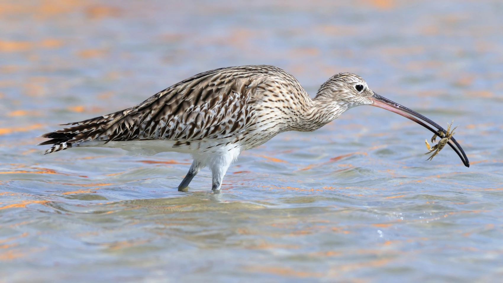 A Eurasian curlew with a crab at Sharm El Sheikh - Photos credit: Sami Lakis/Shutterstock.com