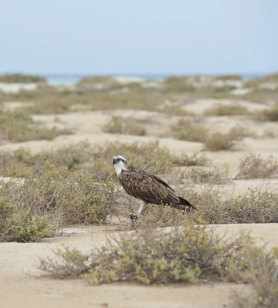 An osprey, possibly on Egypt's Red Sea coast.[43] 
Photo credit: Paul Vinten/Shutterstock.com