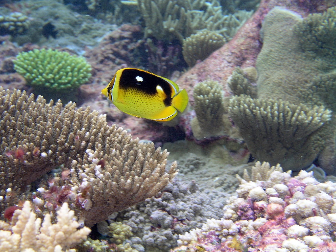 The small but beautiful butterflyfish.
Photo - Public Domain - via Wikimedia.