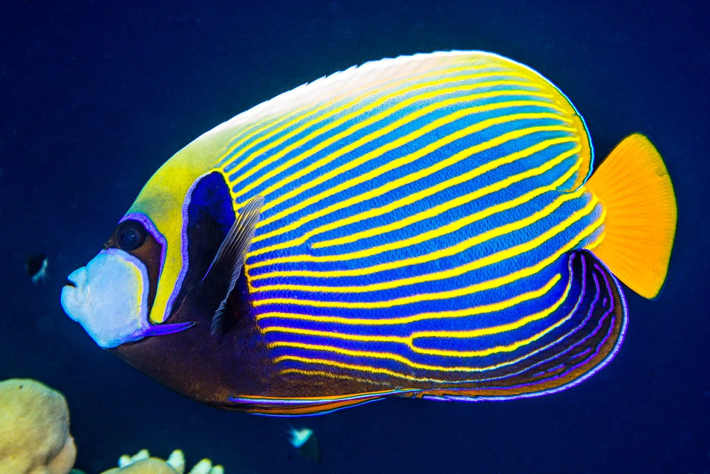 An adult photographed near Marsa Alam
Photo: François Libert CC BY-SA 2.0 via Flickr