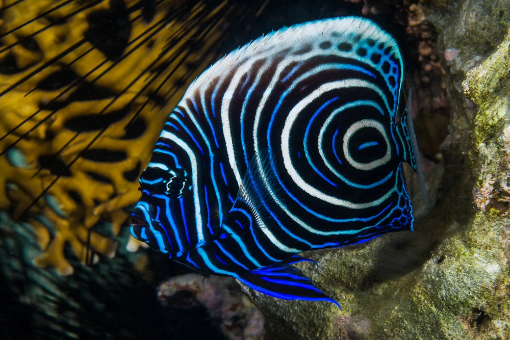 A juvenile photographed near Marsa Alam 
Photo: François Libert CC BY-SA 2.0 via Flickr