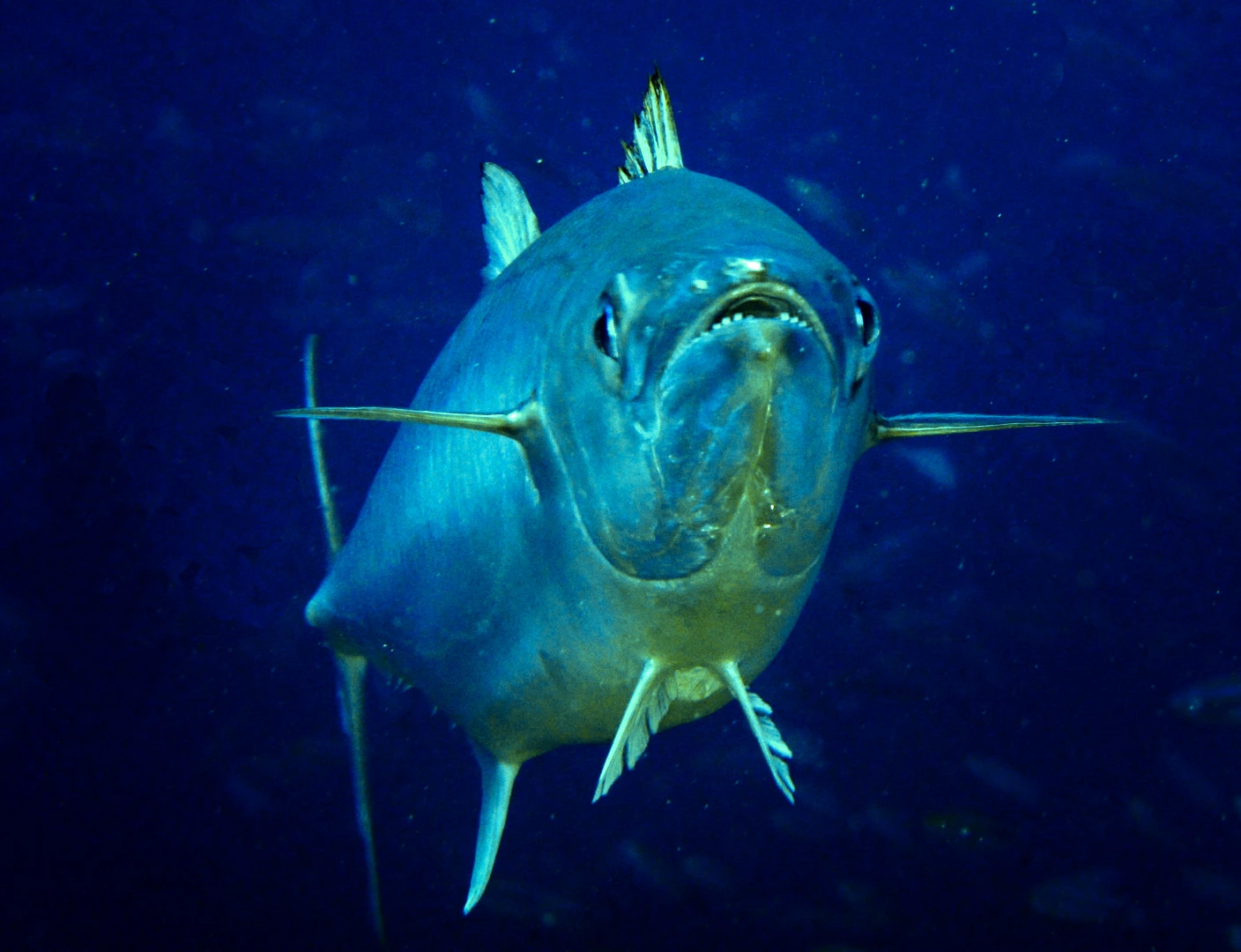 A dogtooth tuna - sharp teeth, sharper eyes
Photo: Lakshmi Sawitri CC BY-SA 2.0 Wikimedia