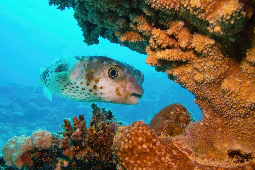 A porcupinefish explores the reef 
ID 281008960 © TUNATURA | Dreamstime.com