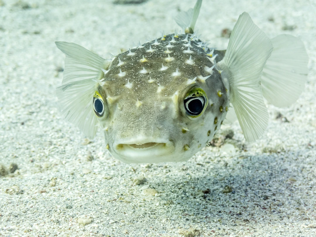 Perplexed porcupinefish 
ID 48145176 © Amzphoto | Dreamstime.com 