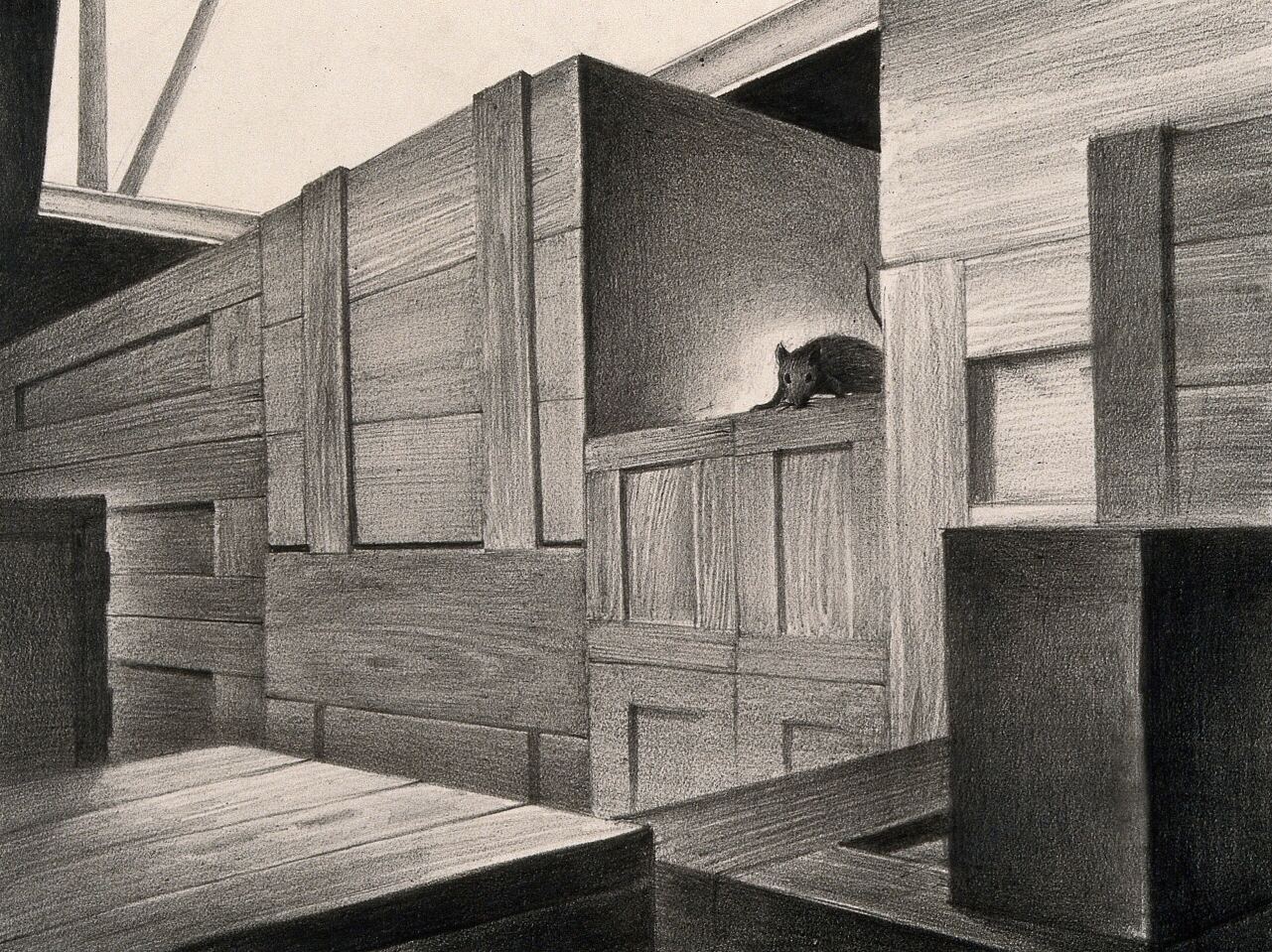Rats onboard ships are likely to have brought the plague to Egypt via El Quseir and other ports. Drawing by A.L. Tarter CC BY 4.0 via Wikimedia Commons.