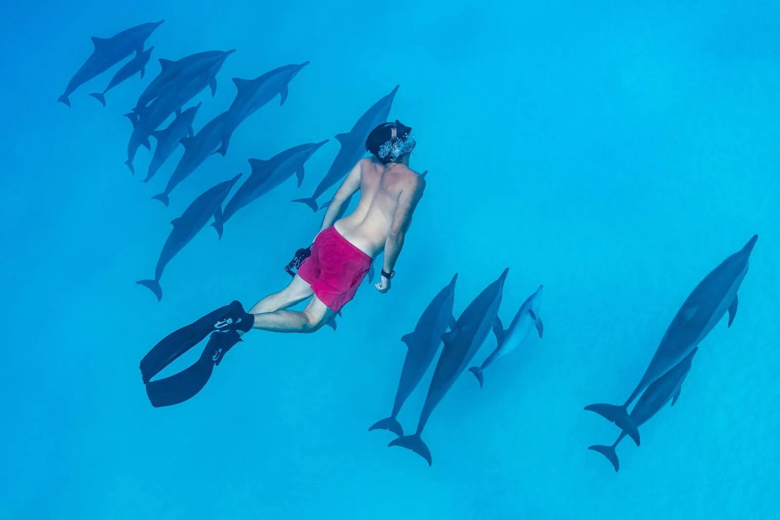 Man swims with dolphins at Sataya Reef - Arguably the most exciting excursion available on your trip to Marsa Alam.
Photo credit: Subphoto.com/Shutterstock.com