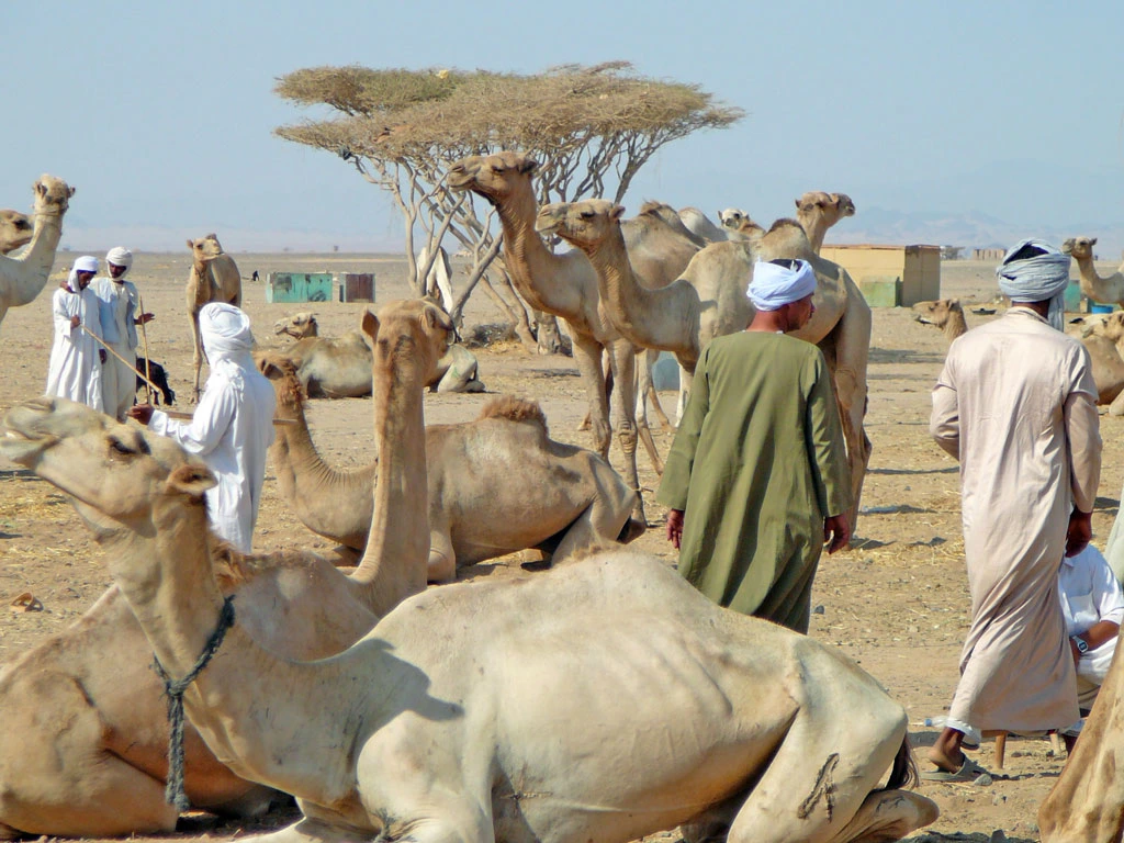 The camel market at Shalateen 
Photo - Klaus Polak - CC BY-SA 3.0 - via Wikimedia Commons