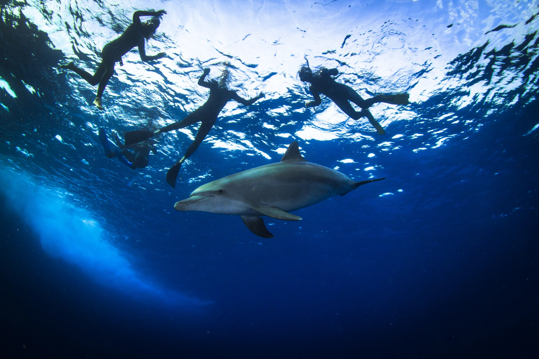 A dolphin at Egypt's Ras Mohammed National Park. 
Photo credit: Kristina Vackova/Shutterstock.com