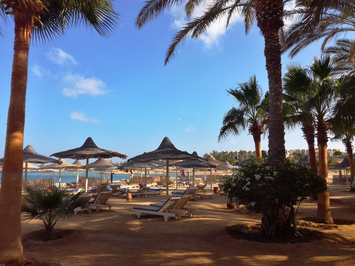 A choice of temping empty sun loungers 
Photo credit: Kety.V/Shutterstock.com