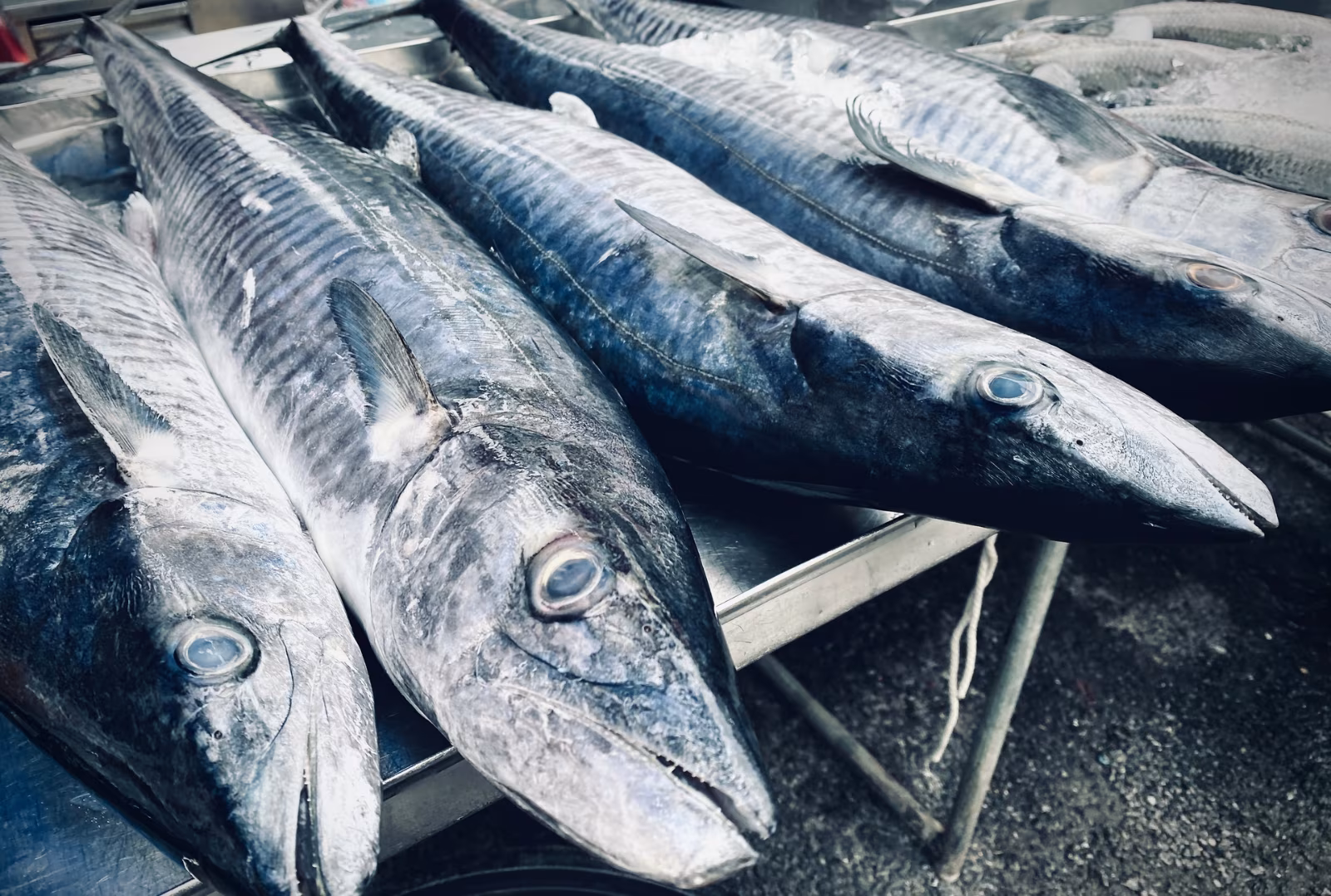 Fresh king mackerel for sale 
Photo credit: Chaikrit Sutthi- 
king mackerel stock photos by Vecteezy