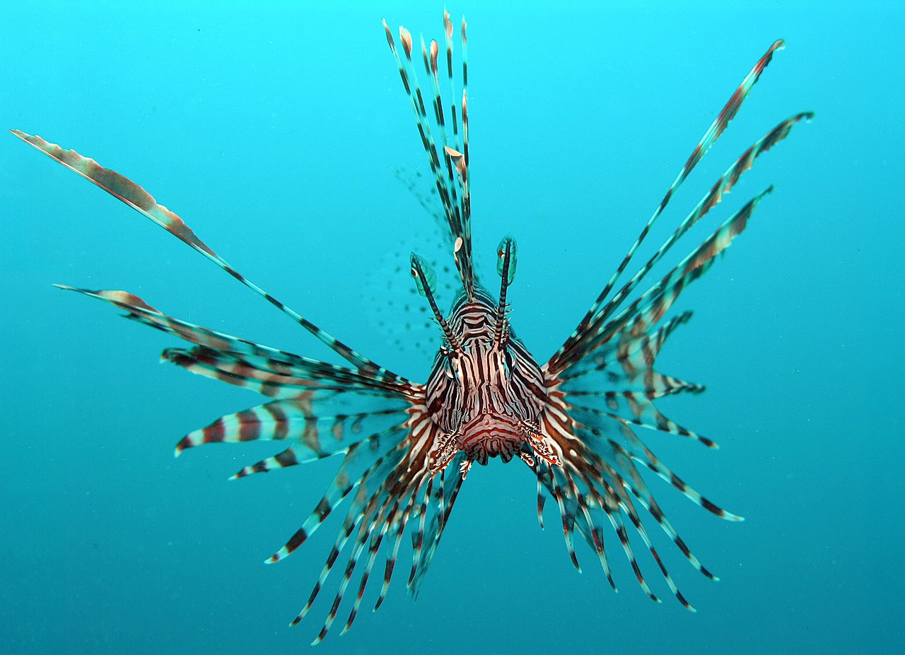 Face to face with a lionfish 
Photo: Jens Petersen CC BY-SA 3.0 via Wikimedia.
