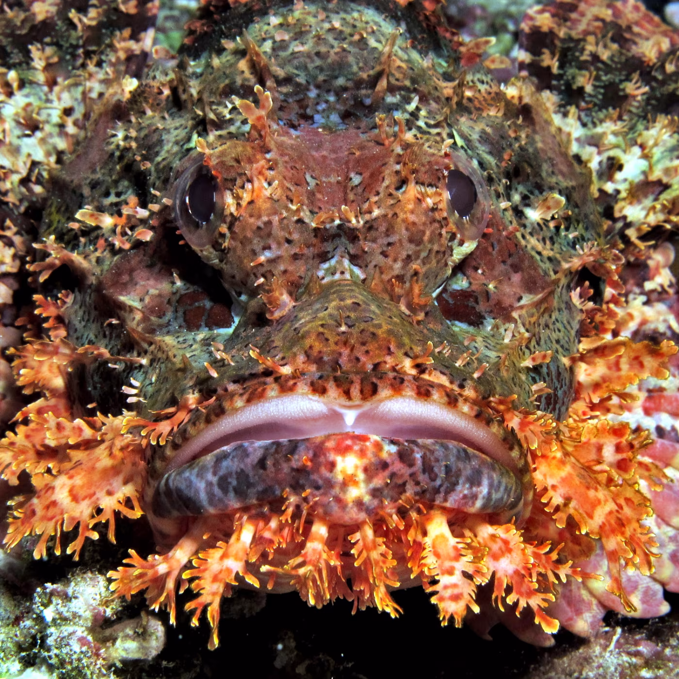 A 'mug shot' of a smallscale scorpionfish 
Daedalus Reef, Egypt 
Photo Derek Keats CC BY 2.0 via Flickr.