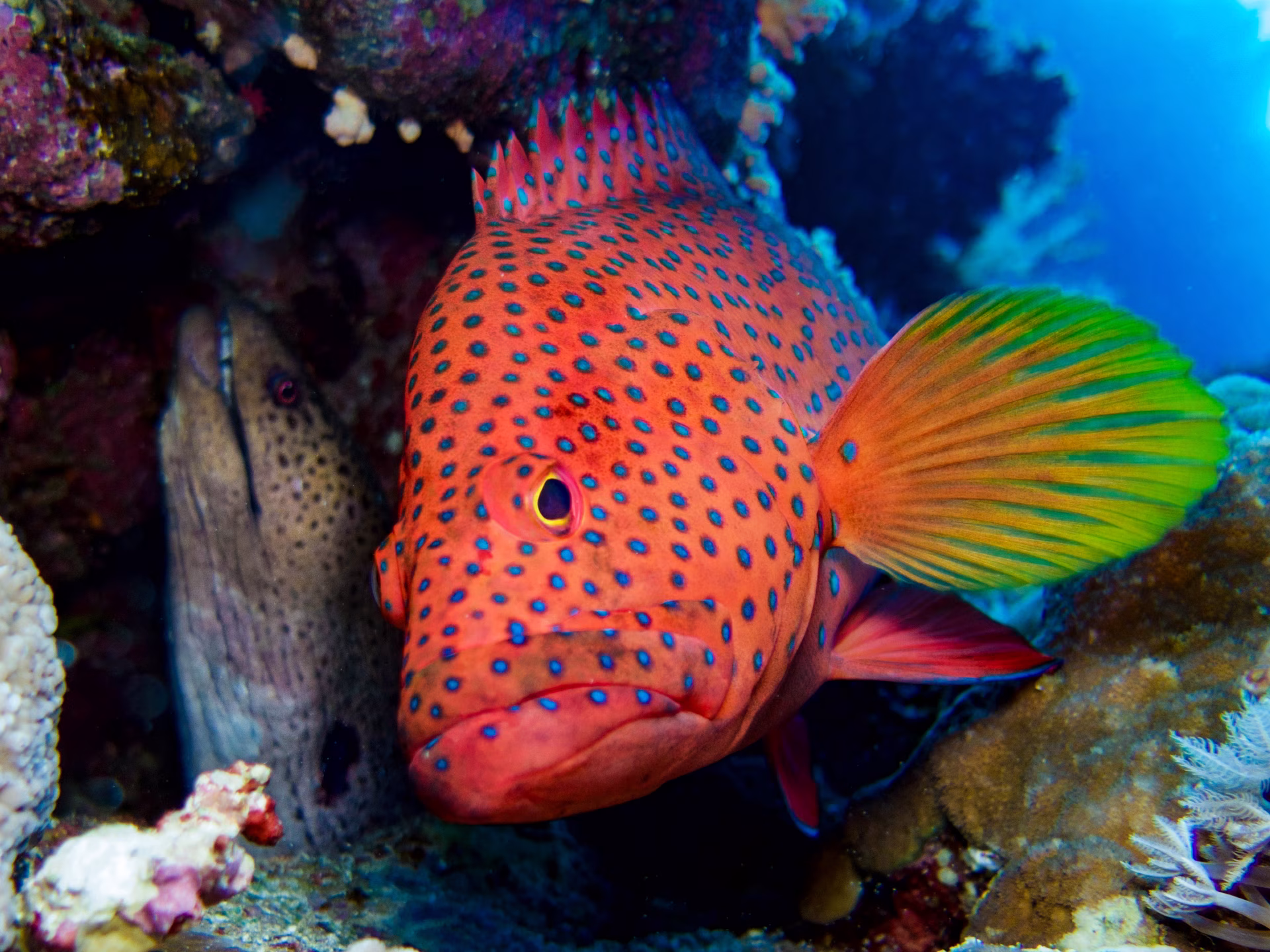 A coral grouper with its shadowy ally, the moray eel. 
Photo: Sakis Lazarides/Shutterstock 