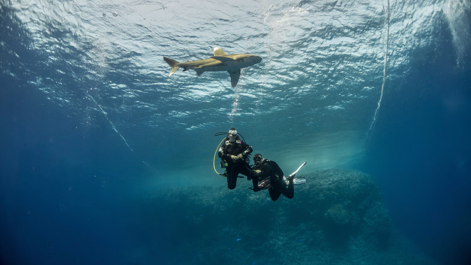 Below a boat with an oceanic at Elphinstone Reef
Photo credit: karim Massoud/Shutterstock.com