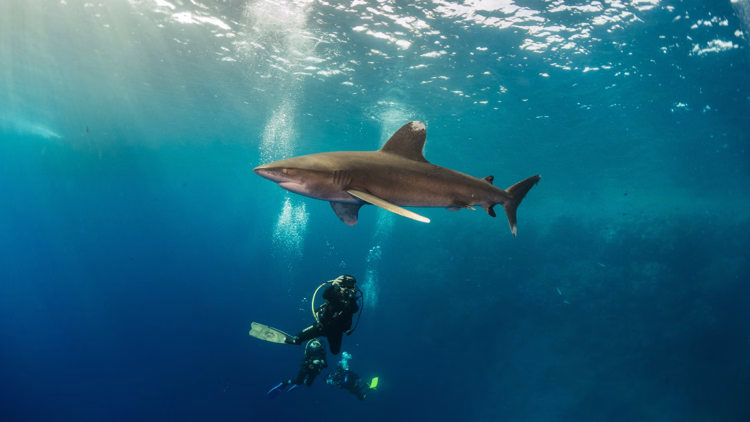 An oceanic whitetip off Big Brother Island
Photo credit: Karim Massoud/Shutterstock.com