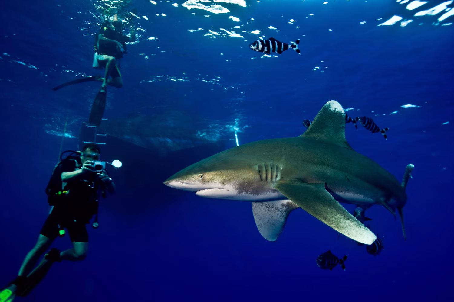 A diver photographs an oceanic whitetip
Photo credit: Stvan Kovacs/Shutterstock.com