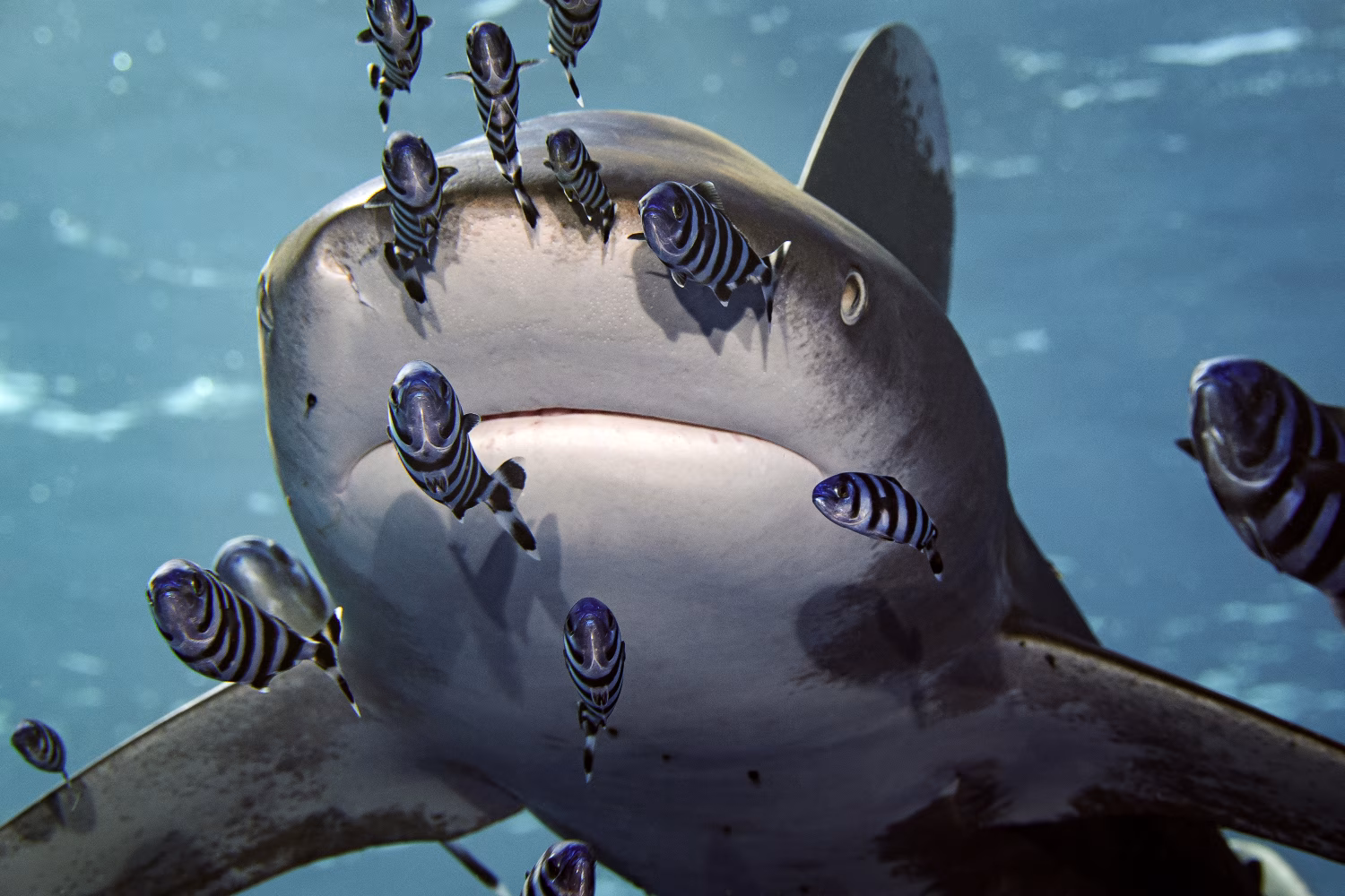 Close up portrait of an oceanic whitetip shark at Elphinstone Reef
Photo credit: Jan Leya/Shutterstock.com