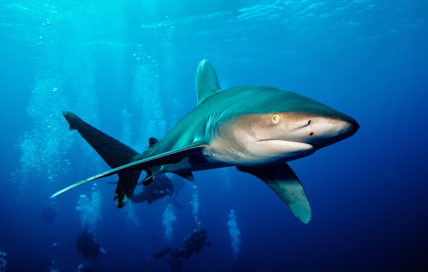 Eye to eye with an oceanic off Egypt's Red Sea coast
Photo credit: Wijnand Plekker/Shutterstock.com