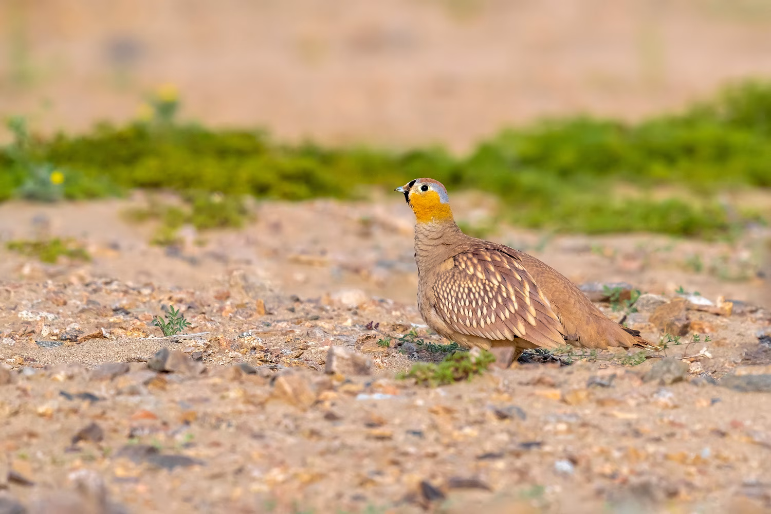 A crowned sandgrouse is well camouflaged in Egypt's Eastern Desert near Berenice.
Photo credit: Agamic Photo Agency/Shutterstock.com